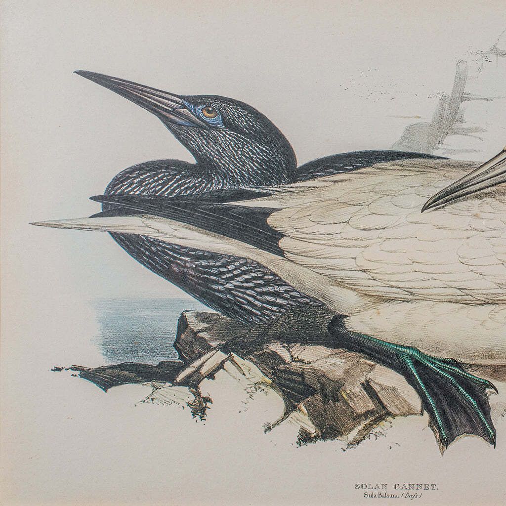 Pair Of Antique Bird Prints, English, Framed, Art, Picture, Nature, Edwardian photo vinterior