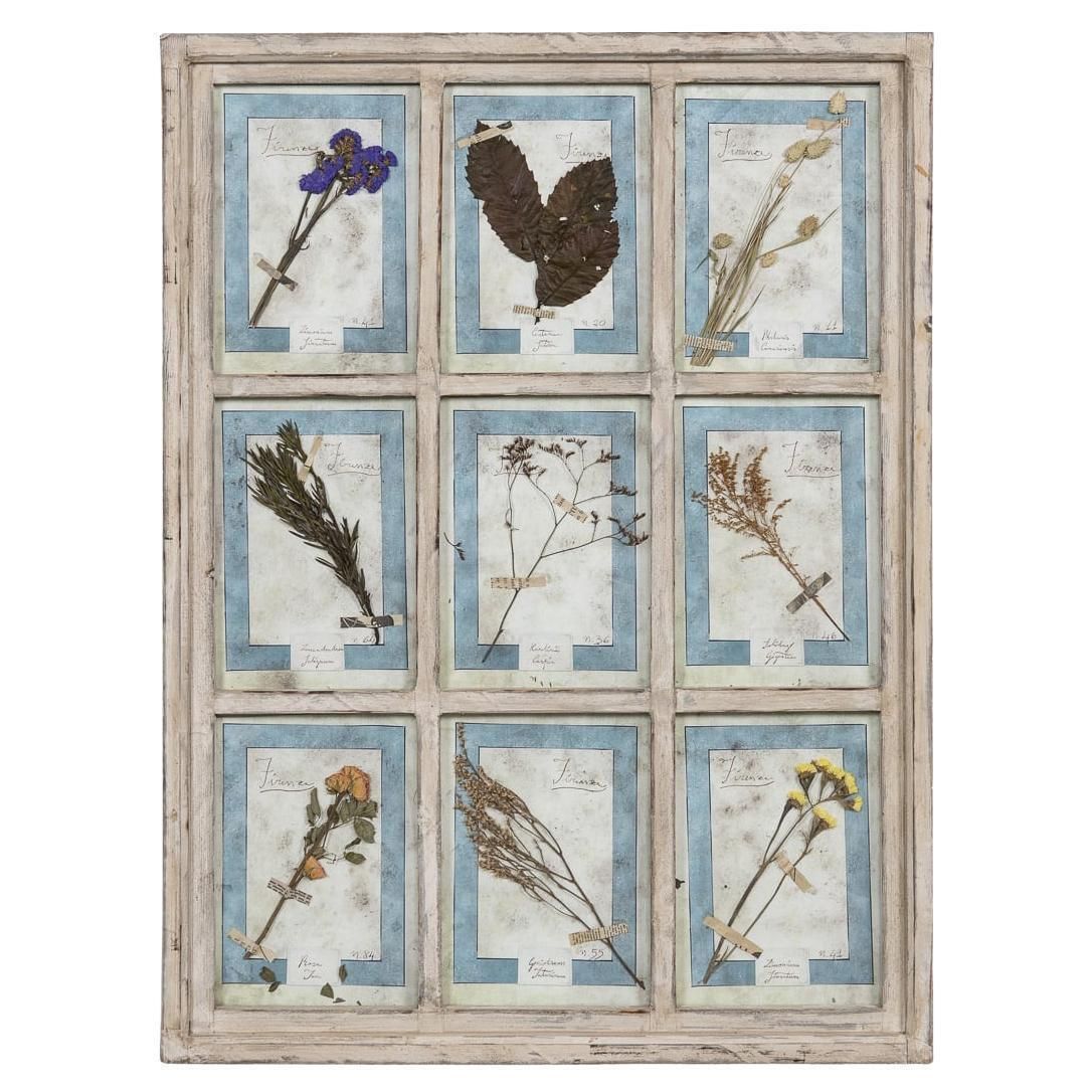 20th Century Italian Large Oak Frame Containing Pressed Flowers & Herbs