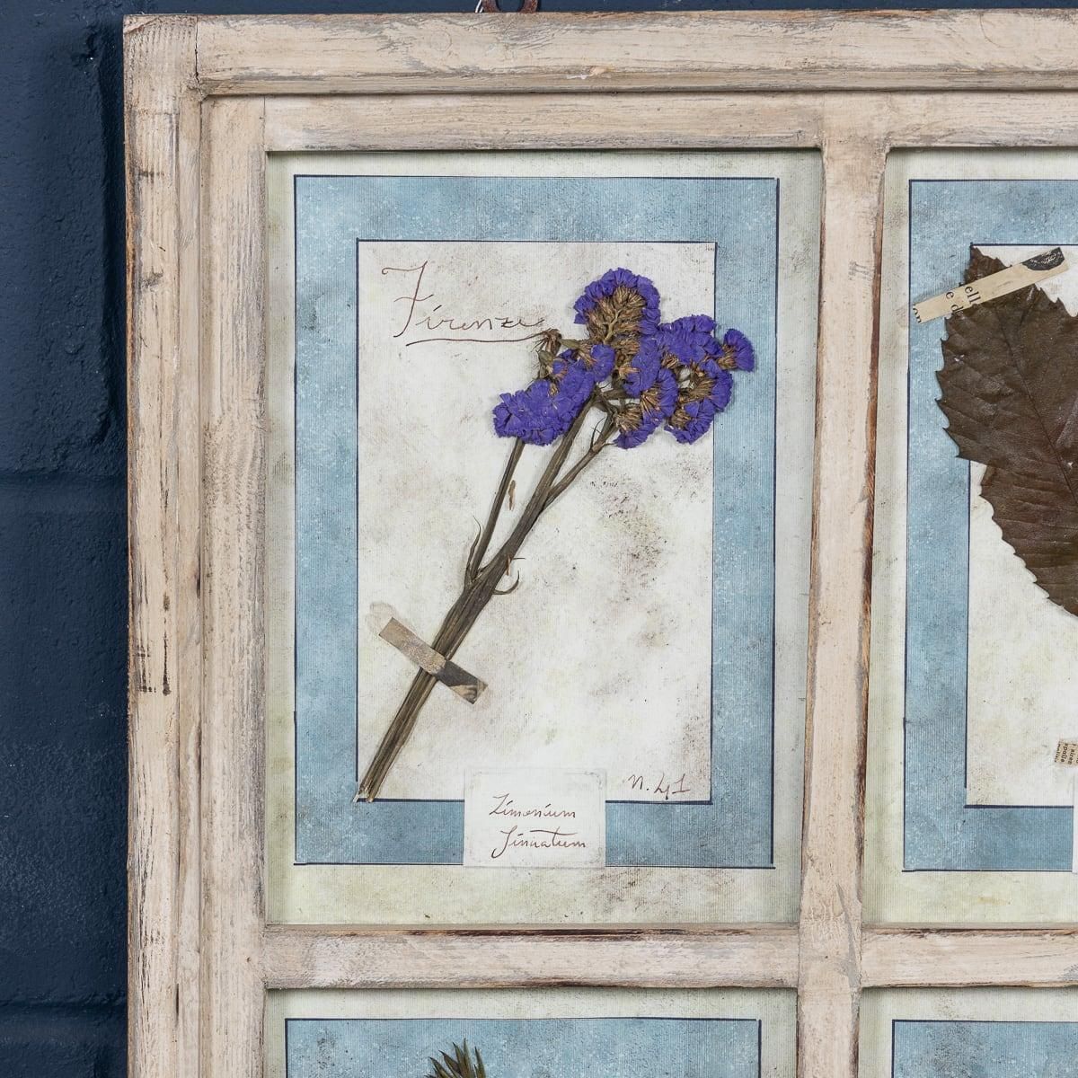 20th Century Italian Large Oak Frame Containing Pressed Flowers & Herbs photo Art
