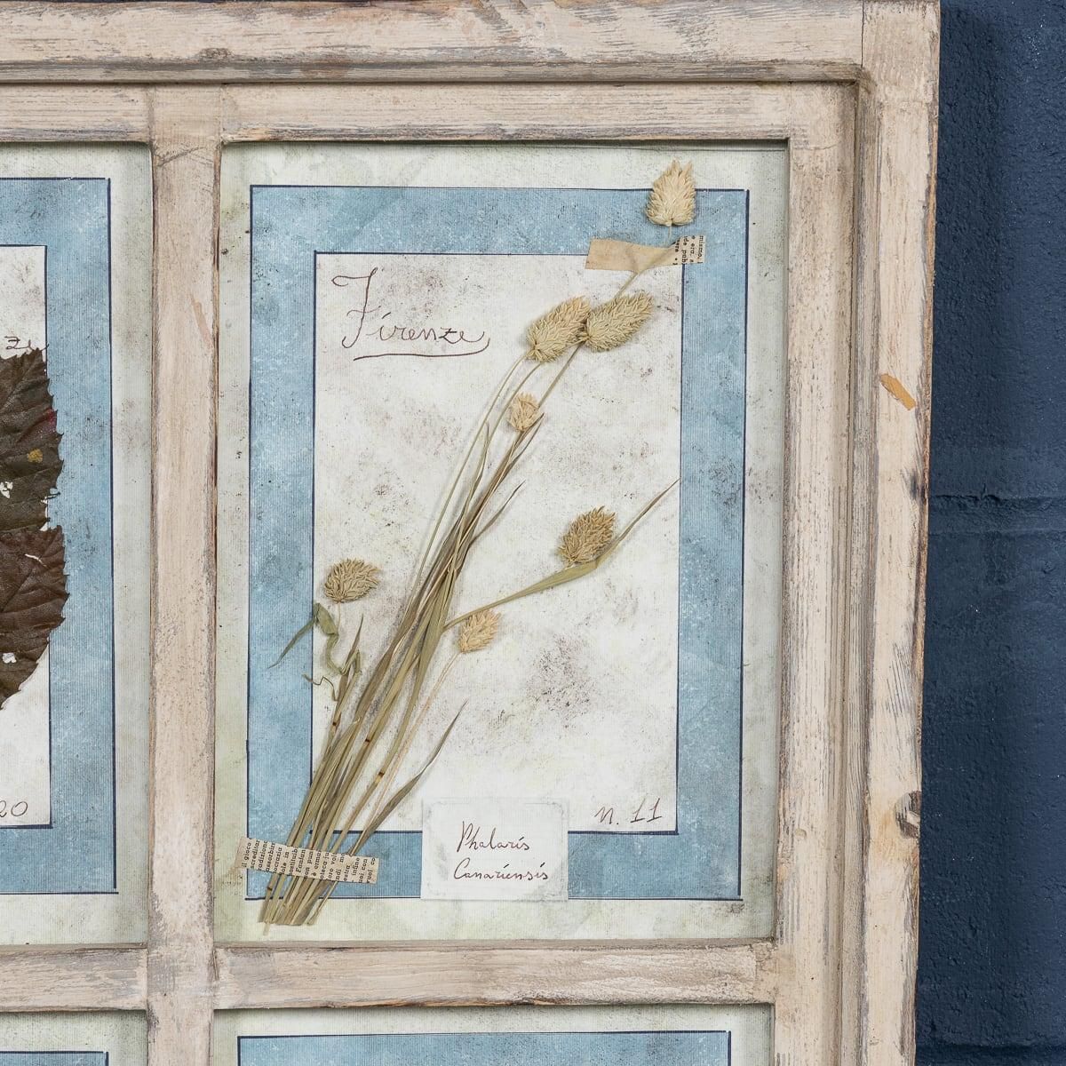 20th Century Italian Large Oak Frame Containing Pressed Flowers & Herbs photo vinterior