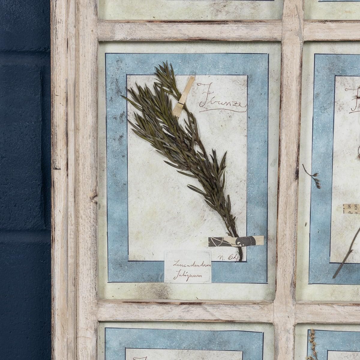 photo furniture 20th Century Italian Large Oak Frame Containing Pressed Flowers & Herbs