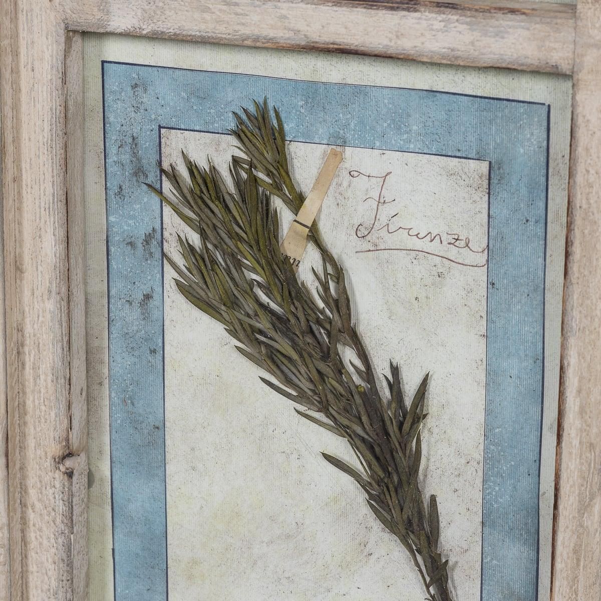 photo buy 20th Century Italian Large Oak Frame Containing Pressed Flowers & Herbs