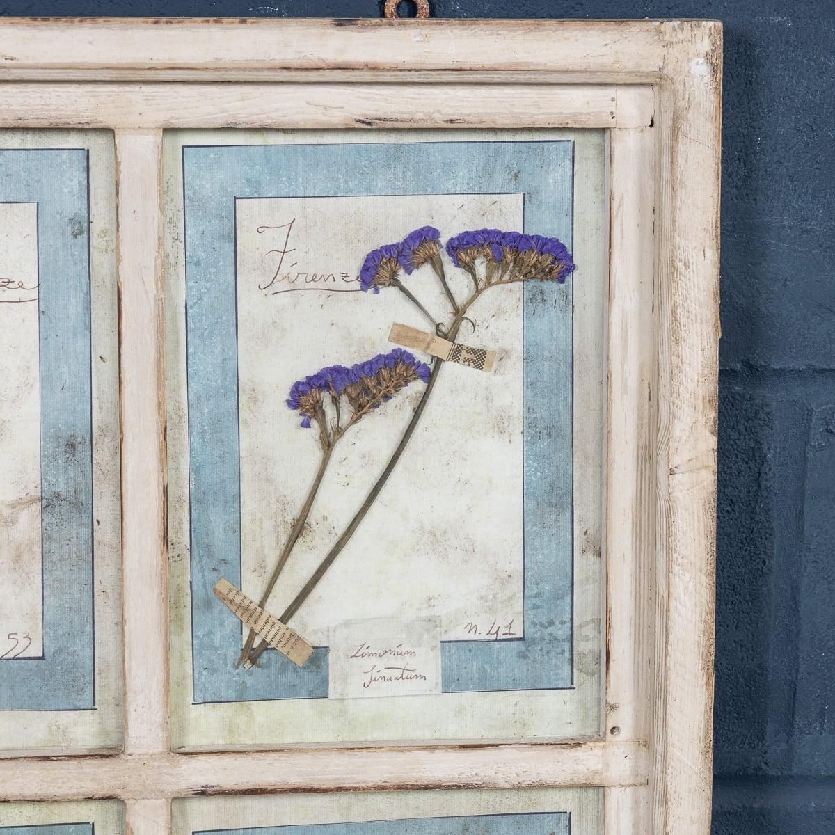 20th Century Italian Large Oak Frame Containing Pressed Flowers & Herbs photo vinterior
