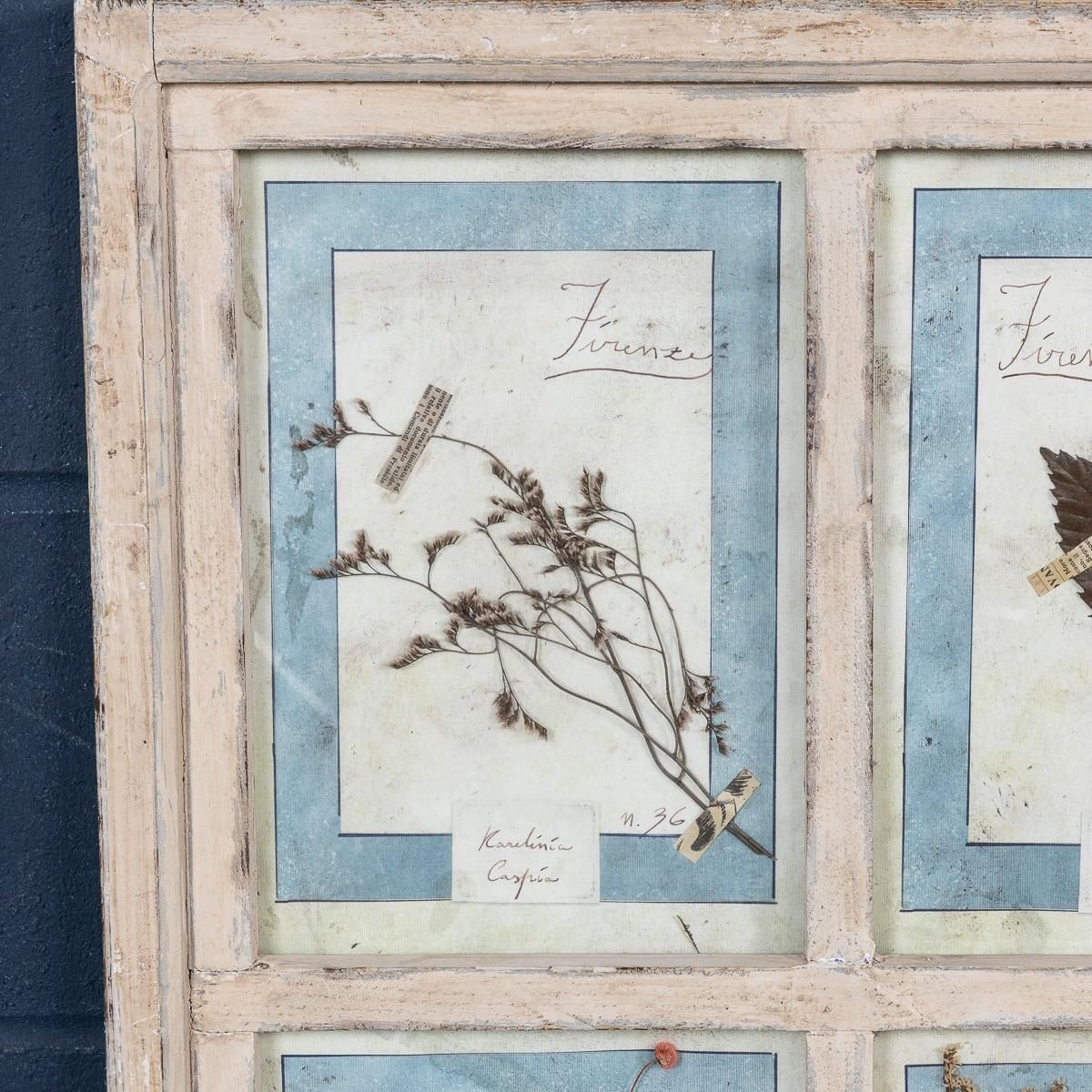 20th Century Italian Large Oak Frame Containing Pressed Flowers & Herbs photo Art