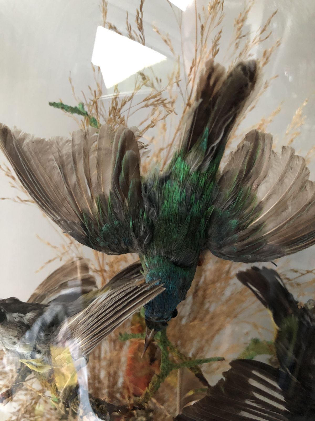 19th Century Taxidermy Glass Dome Display photo for sale