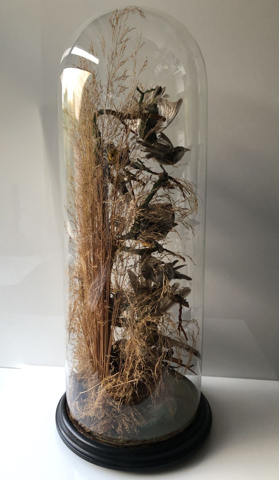 19th Century Taxidermy Glass Dome Display photo Home Decor