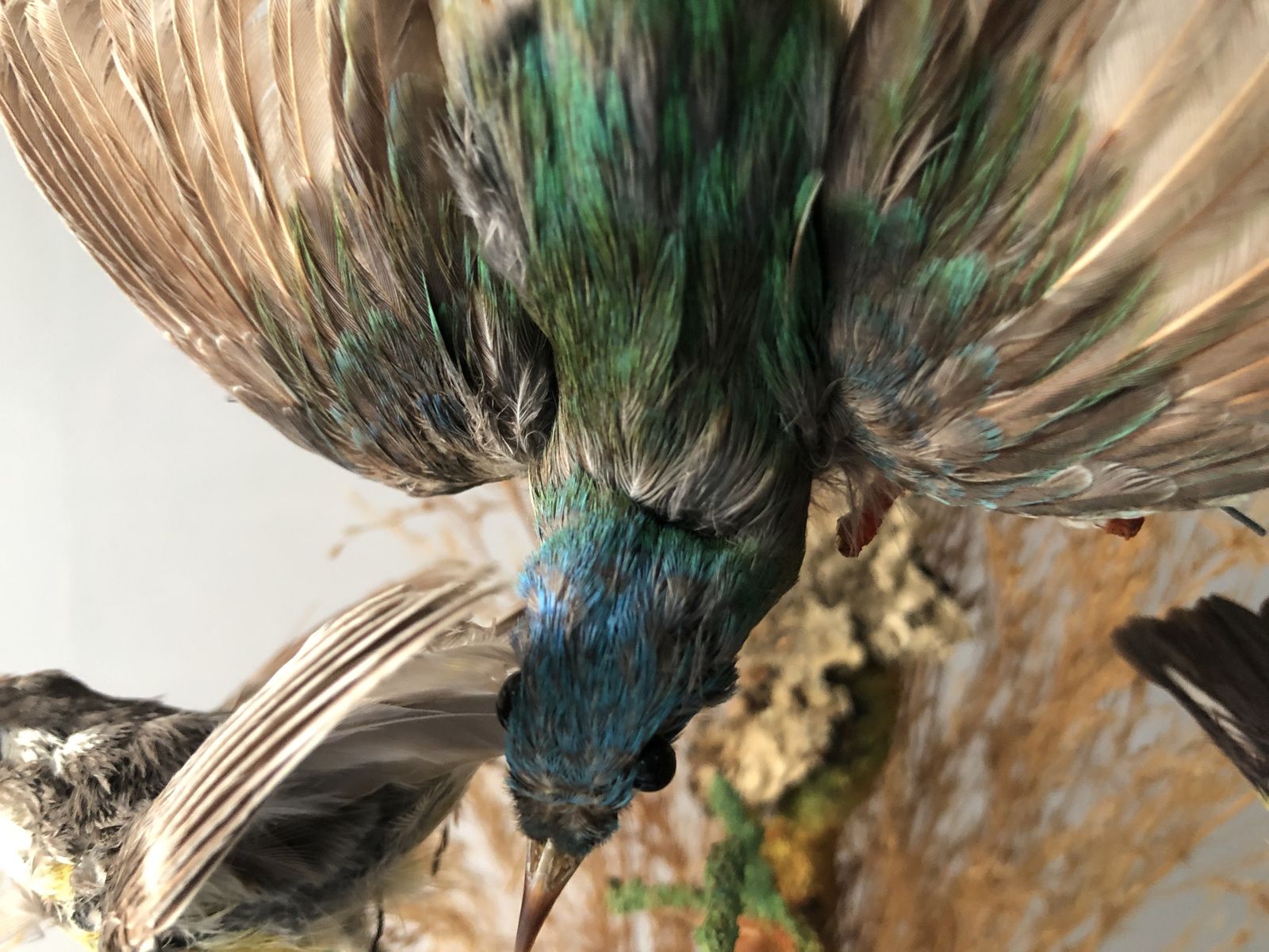 19th Century Taxidermy Glass Dome Display photo vinterior