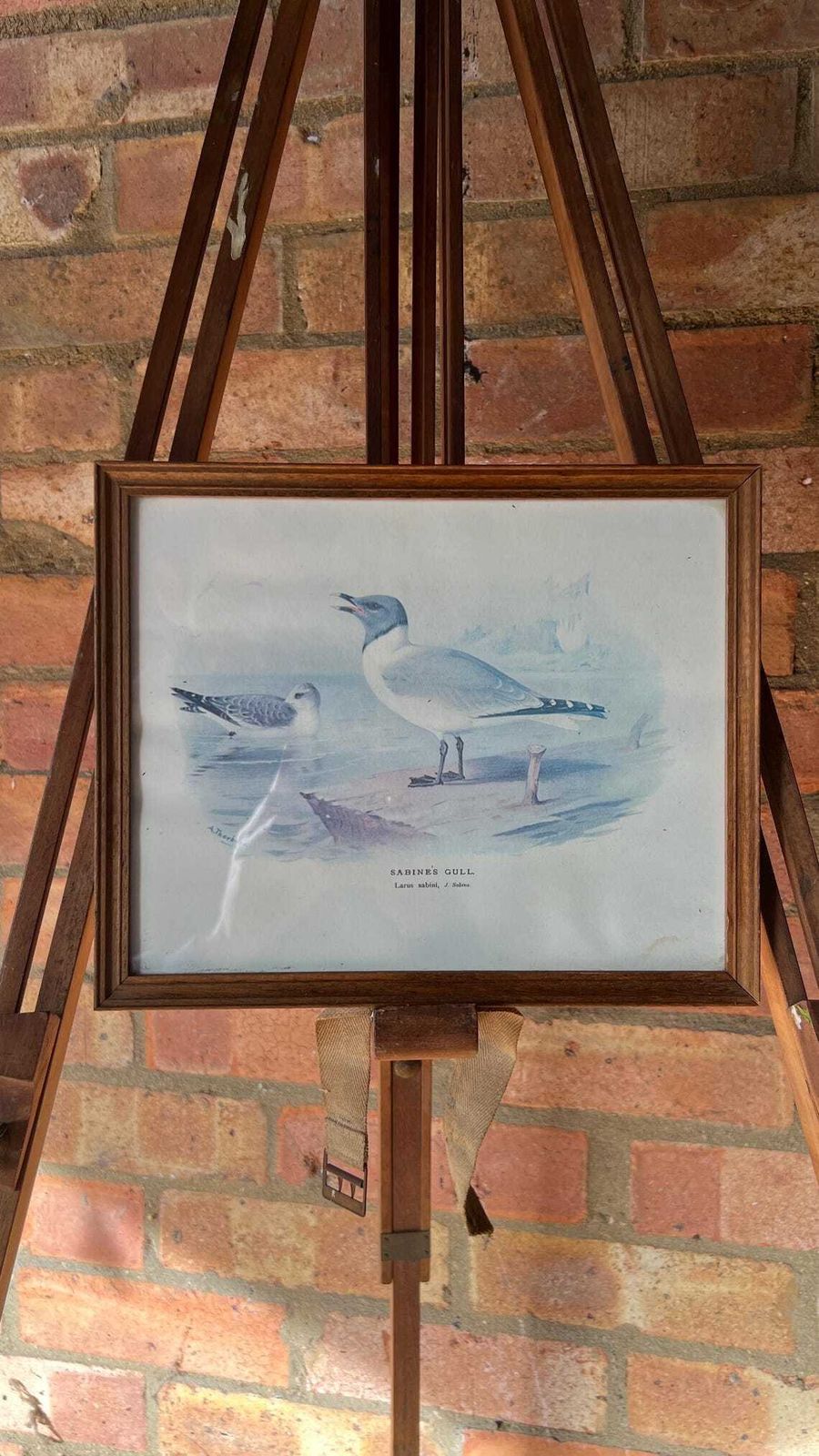 Mid Century Framed Picture Of Sabine's Gull – After An Illustration By Archibald Thorburn photo furniture
