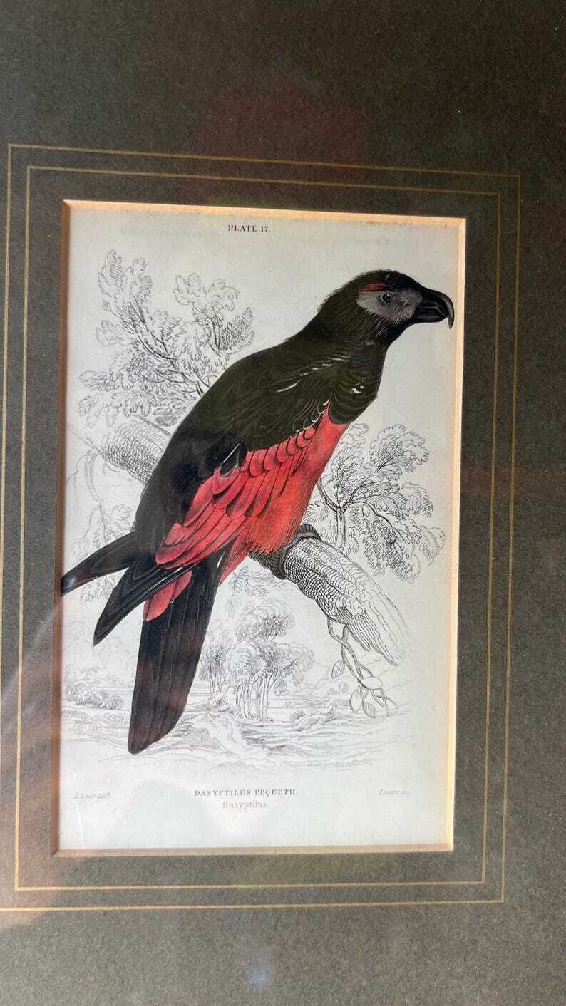 1853 Hand Coloured Antique Engraving After Edward Lear Illustration Of A Parrot photo furniture
