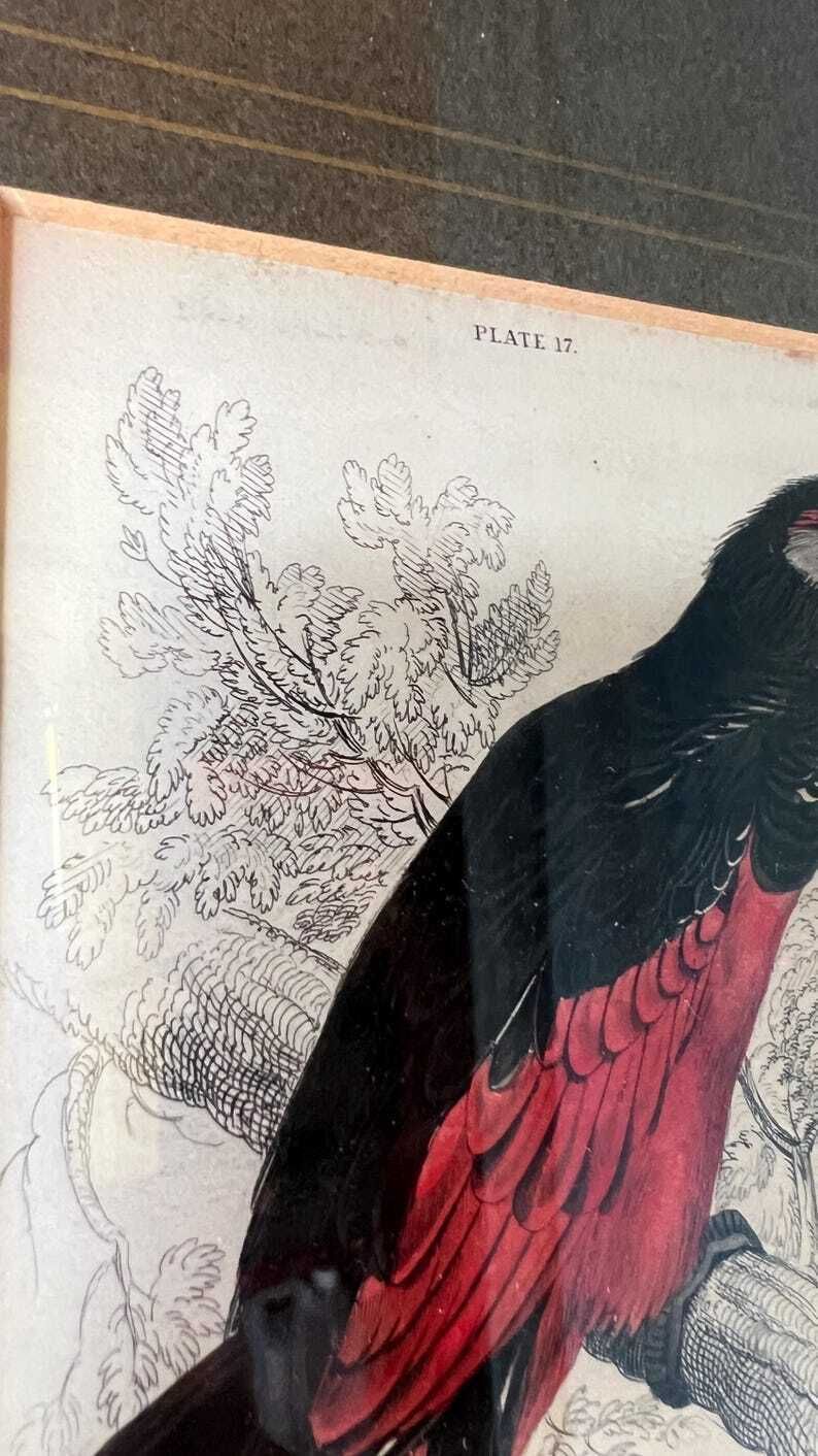 1853 Hand Coloured Antique Engraving After Edward Lear Illustration Of A Parrot photo for sale