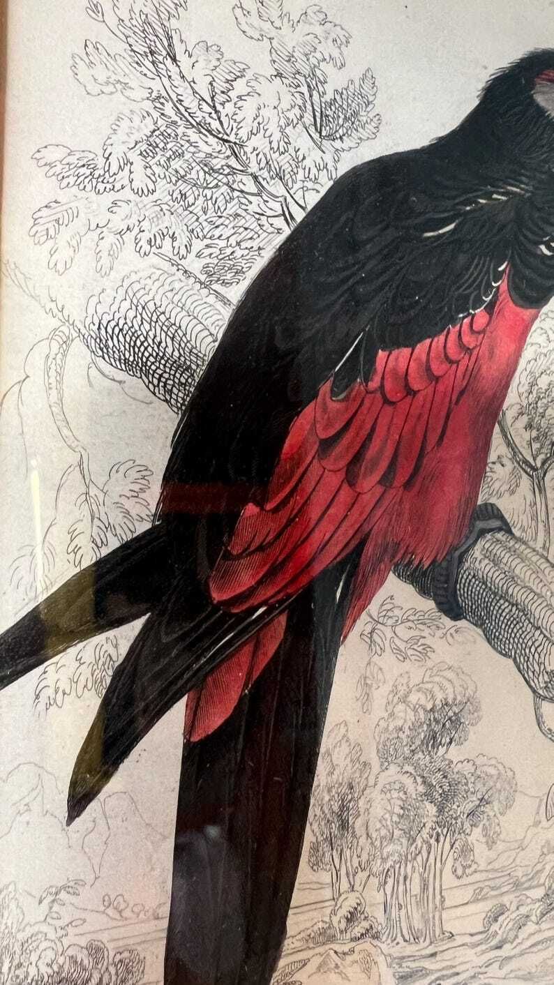 1853 Hand Coloured Antique Engraving After Edward Lear Illustration Of A Parrot photo buy