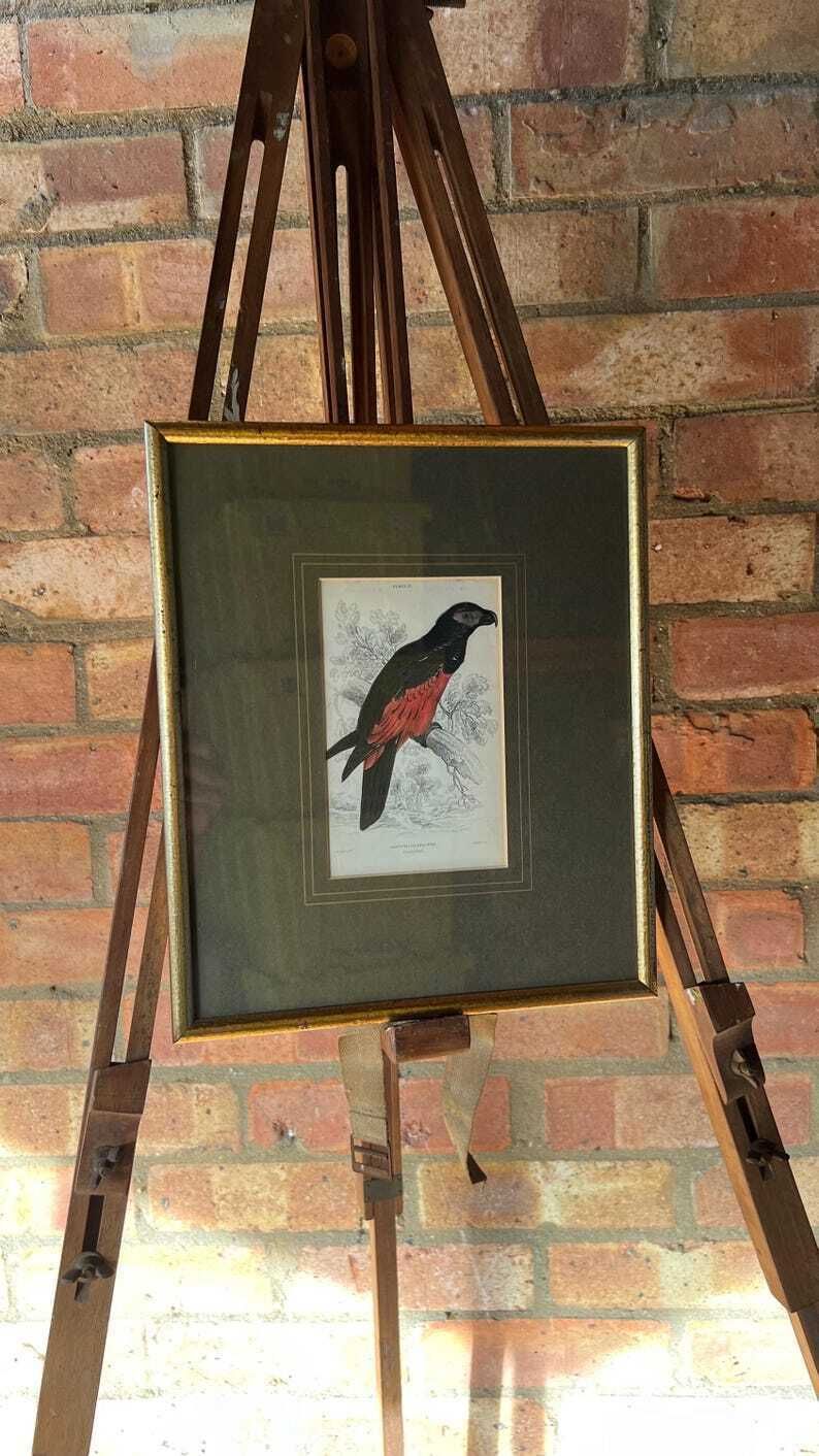 photo furniture 1853 Hand Coloured Antique Engraving After Edward Lear Illustration Of A Parrot