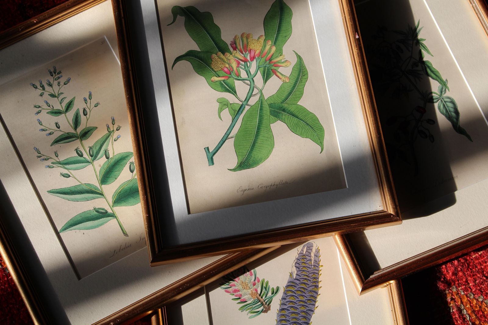 1850 12 Hand Coloured Botanical Plates From The American Practice Of Medicine photo vintage