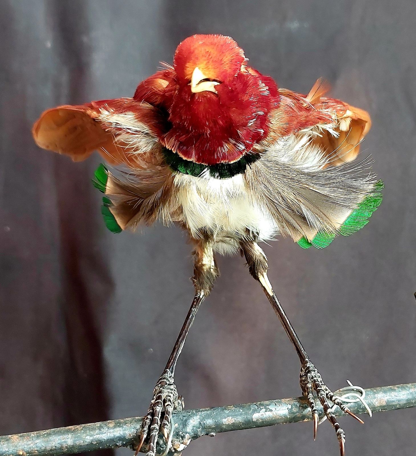 Taxidermy King Bird Of Paradise Mounted Stuffed photo vinterior