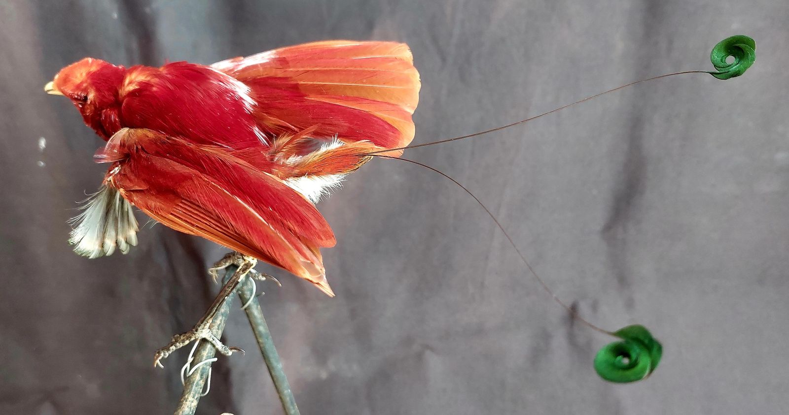 photo furniture Taxidermy King Bird Of Paradise Mounted Stuffed