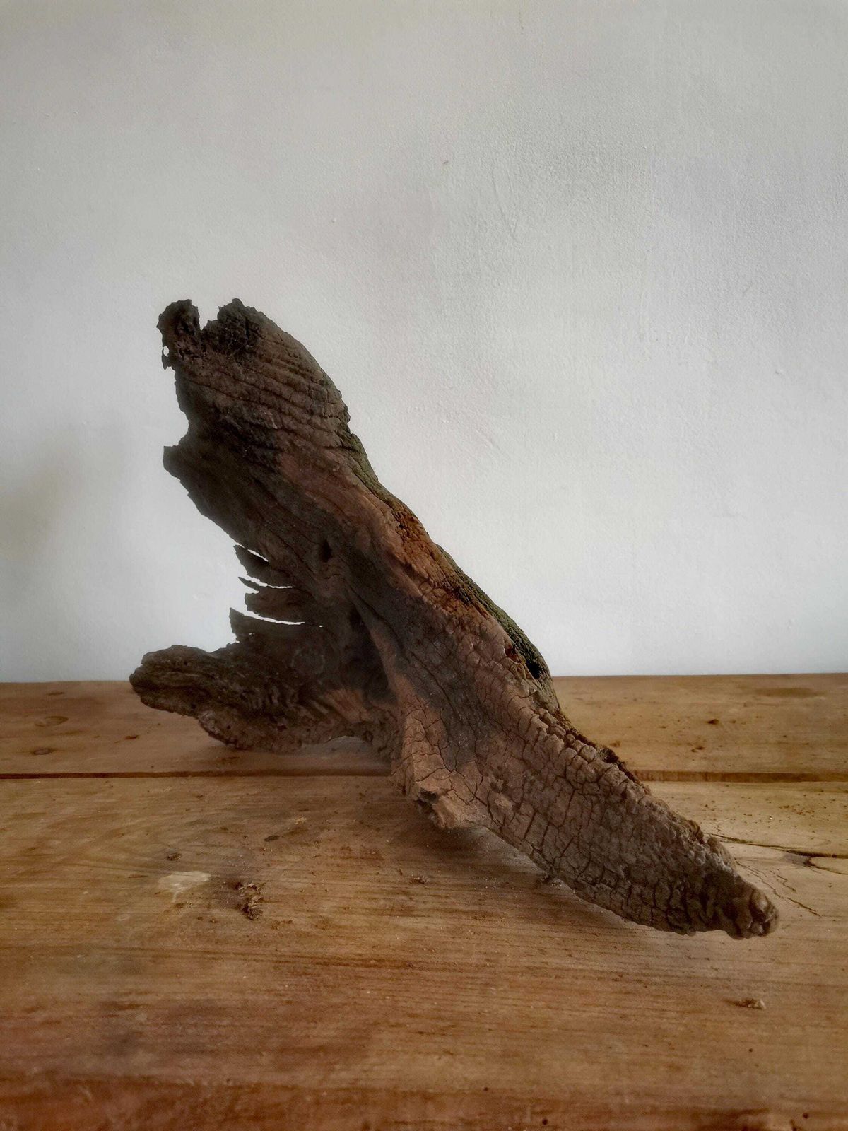 Wildcrafted Oak Driftwood Sculpture Naturally Formed Art From Zselic Starry Skies Forest, Hungary. Aged Wood, Stunning, Wild Boar & Reptile photo for sale