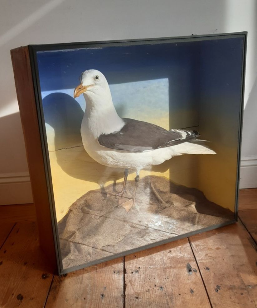 Antique Great Black Backed Gull Cornish Cased Large Magnificent Specimen Labels