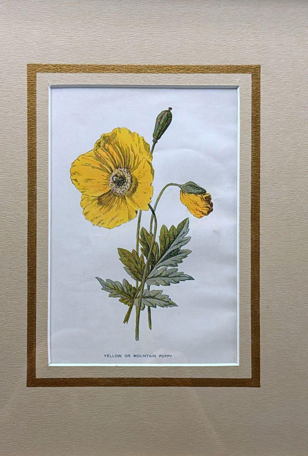 Italian Frame With Mirrors And English Chromolithographic Prints Of Flowers   05 photo vinterior