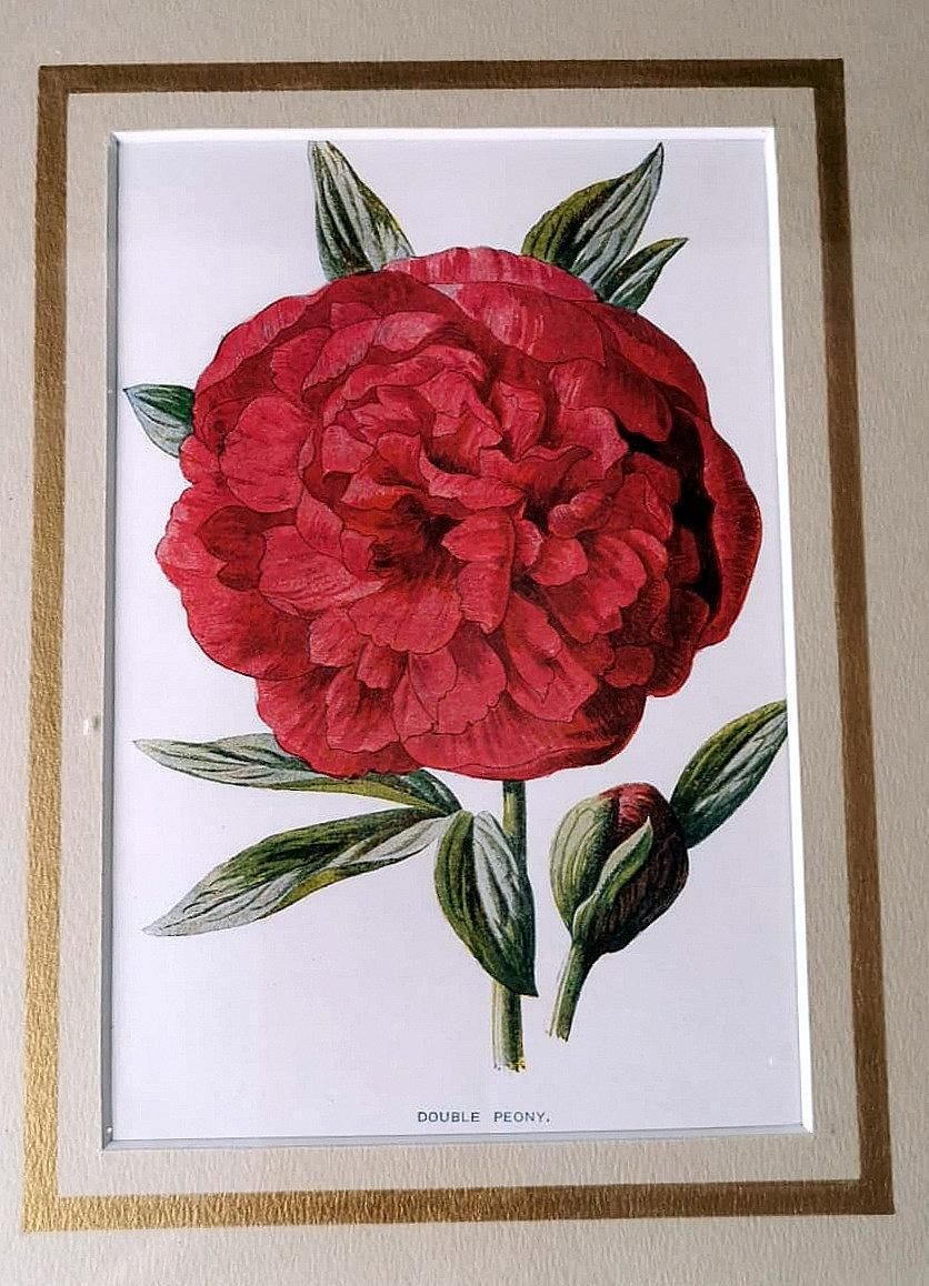 Italian Mirror Frame With English Chromolithographic Floral Prints  06 photo vintage