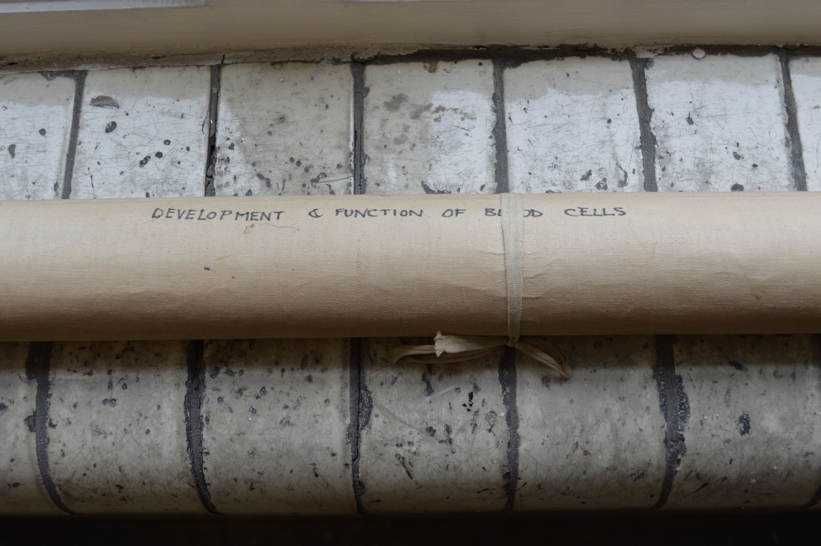 Early To Mid 20th Century Medical Anatomical Chart Showing Blood Cell Function photo vintage
