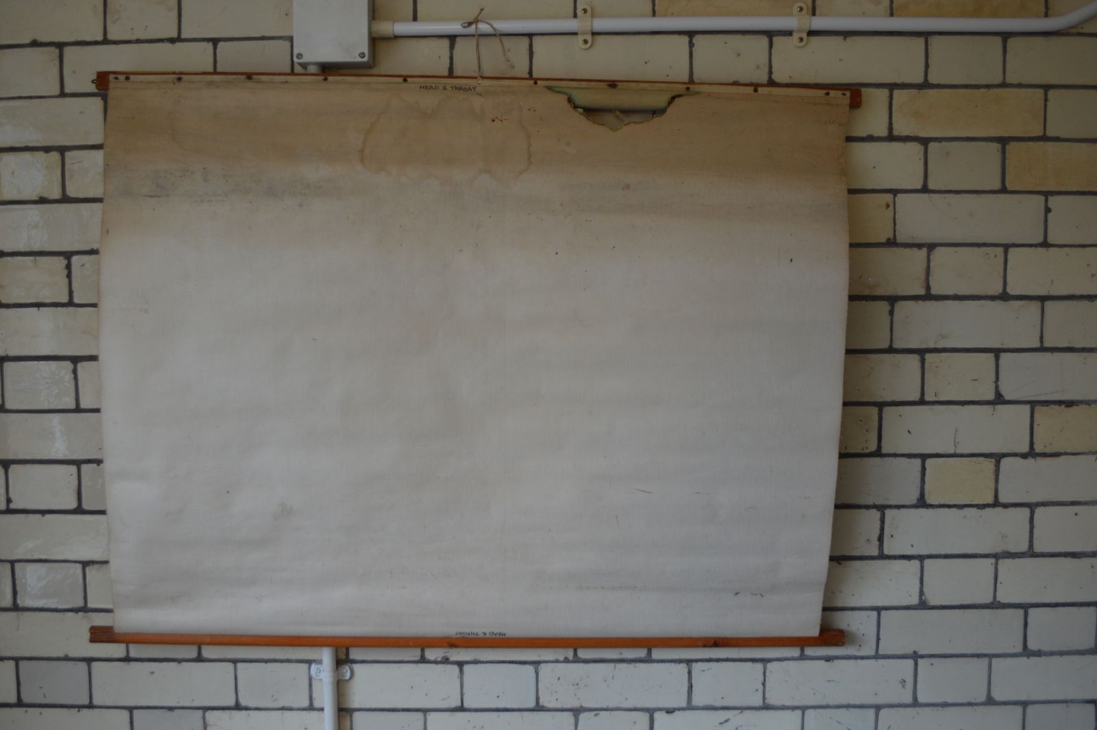 Early To Mid 20th Century Medical Anatomical Chart Showing Head And Throat photo for sale