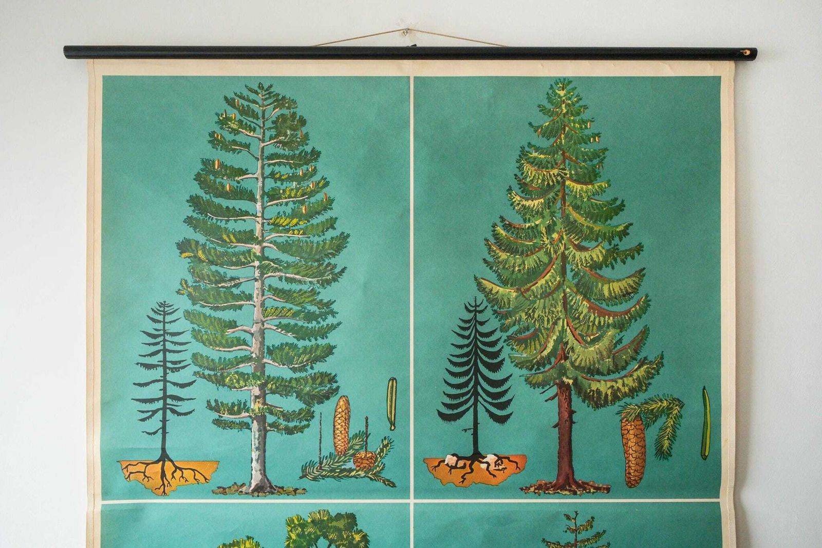 Original Botanical Vintage German School Wall Chart Conifer Trees Botany Beautiful Rare Beech Oak Linden Horse Chestnut Niels Bohn photo furniture