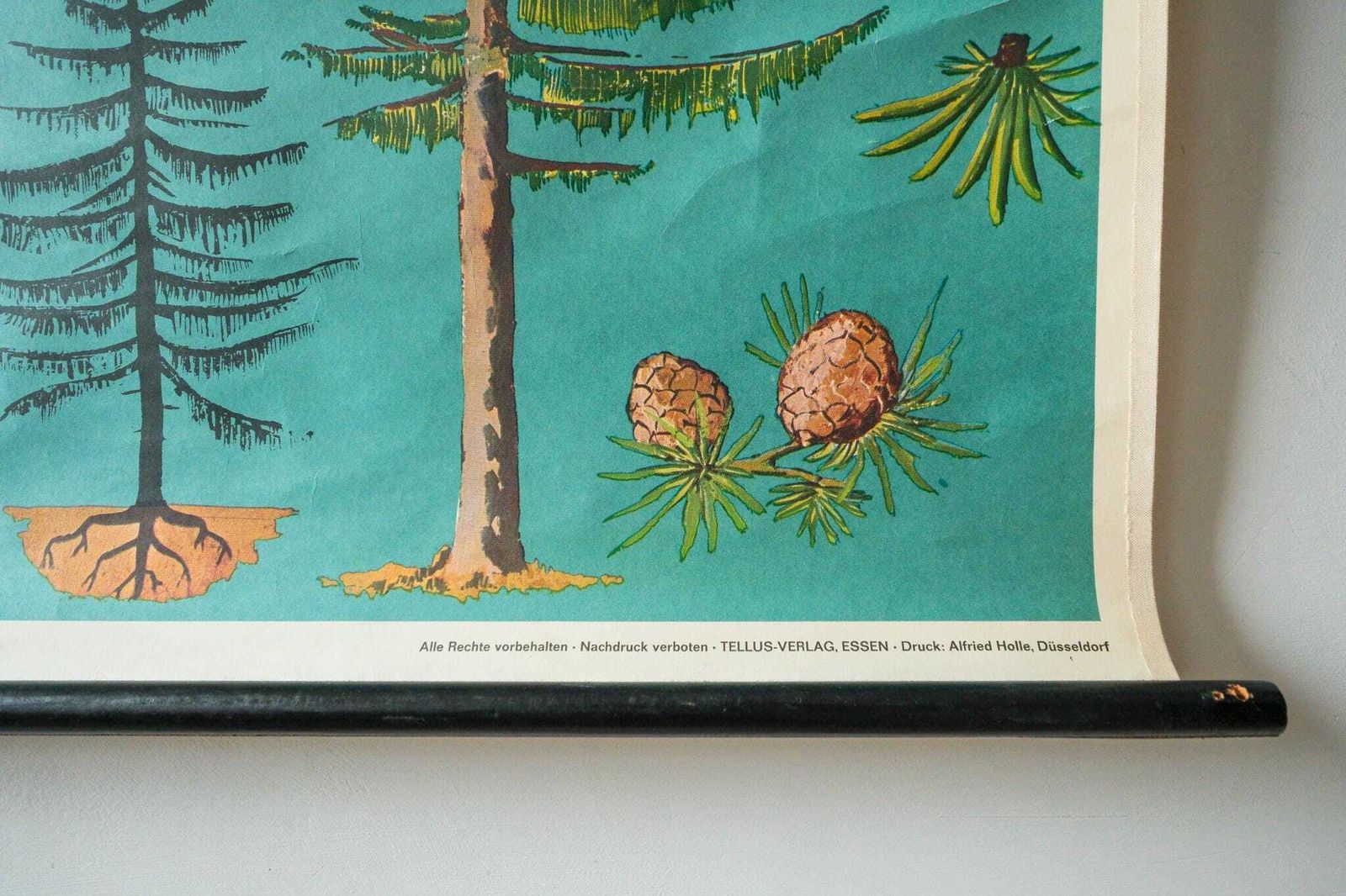Original Botanical Vintage German School Wall Chart Conifer Trees Botany Beautiful Rare Beech Oak Linden Horse Chestnut Niels Bohn photo 275.0