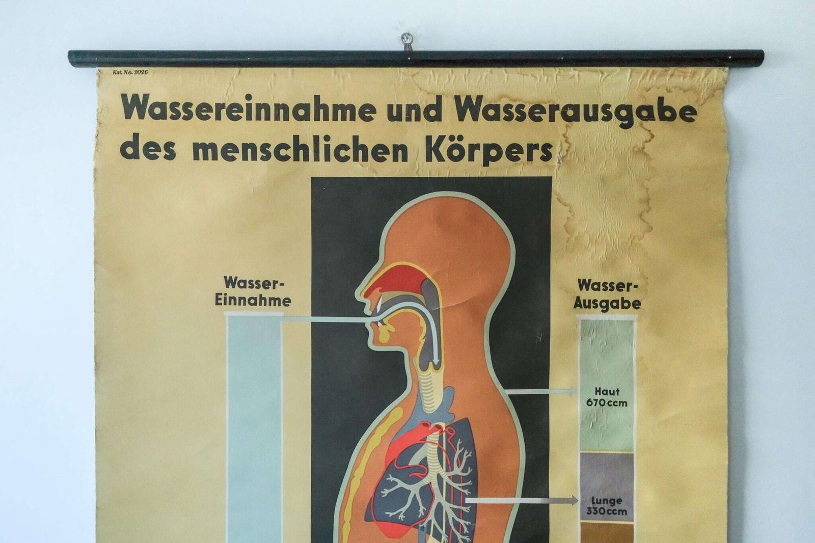 Original Anatomical Vintage German Educational School Wall Chart Human Water Ingestion Extretion Human Deutsches Hygiene Museum Rare photo furniture