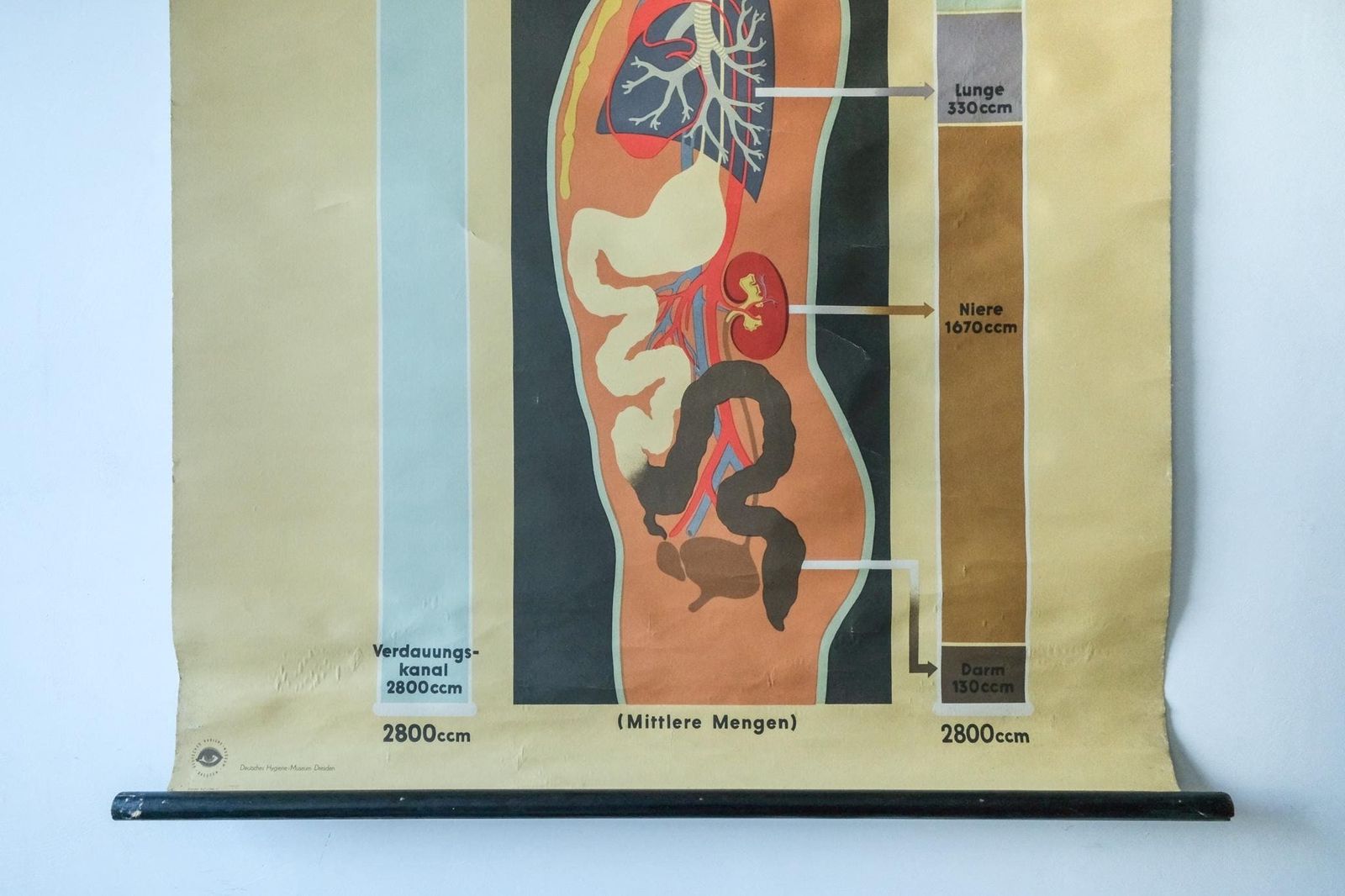 Original Anatomical Vintage German Educational School Wall Chart Human Water Ingestion Extretion Human Deutsches Hygiene Museum Rare photo for sale