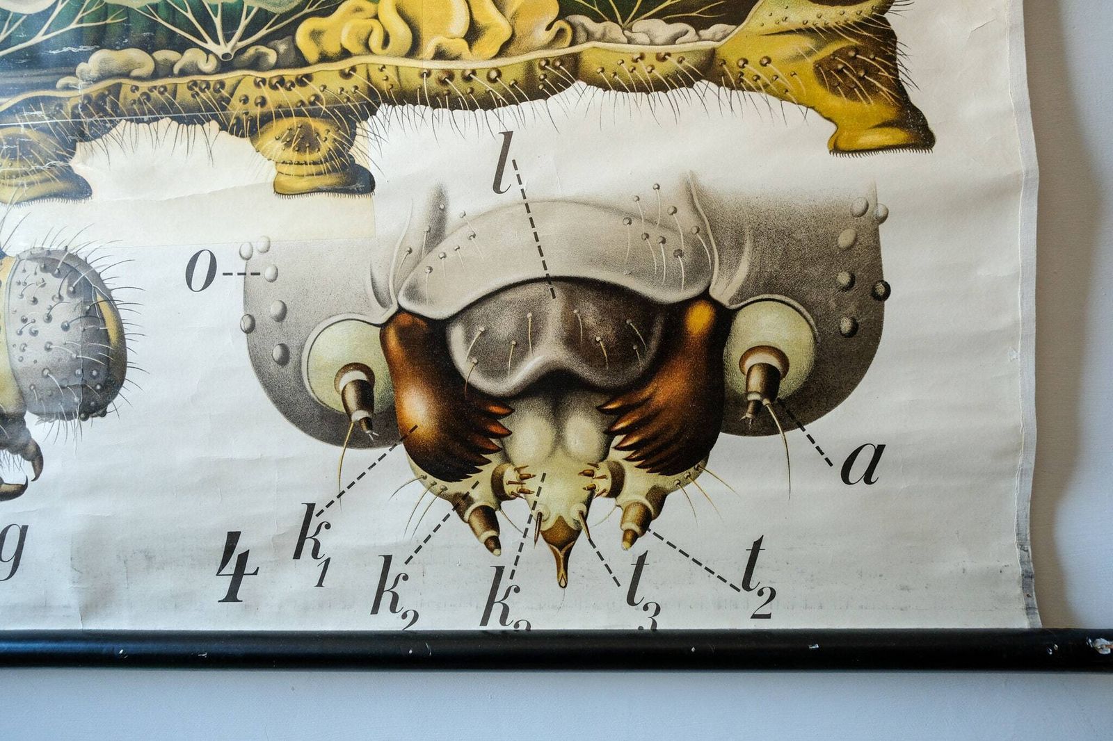 Original Zoological Vintage German School Wall Chart Salamander Natural History Biology Rare Paul Pfurtscheller photo buy