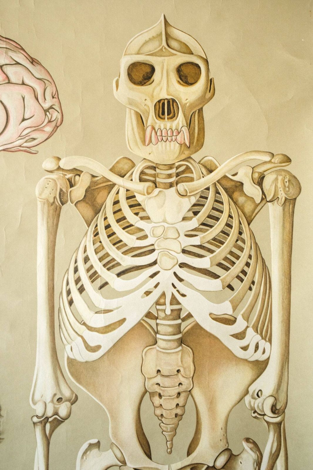 Original Zoological Vintage German School Wall Chart Gorilla Monkey Study Anatomy Zoology Beautiful Rare Jung Koch Quentell photo 194.0