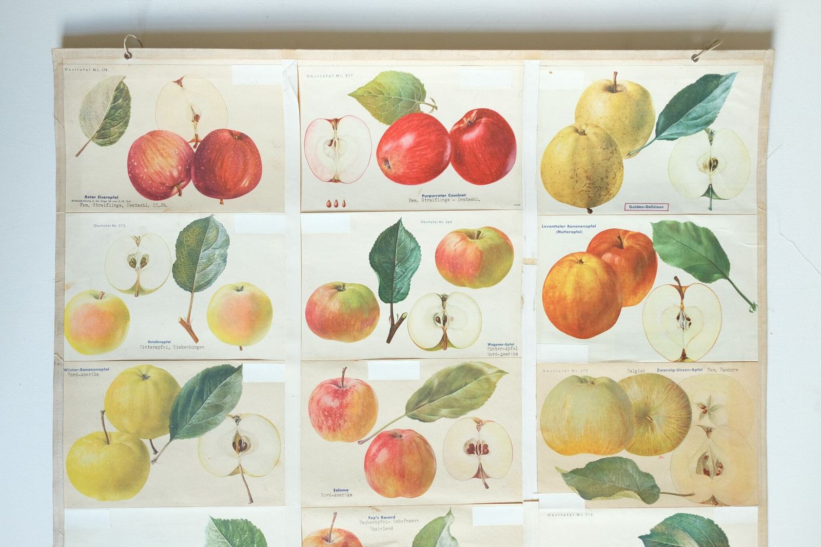 Original Botanical Vintage German School Wall Chart Apples Apple Varieties Botany Fruit Apple Beautiful Rare Plant photo furniture