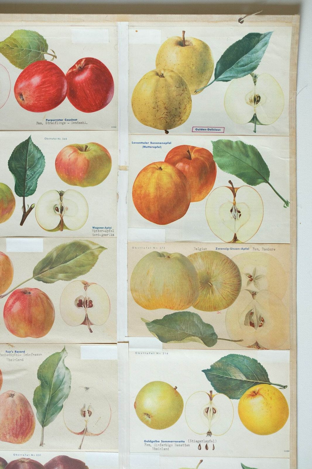 Original Botanical Vintage German School Wall Chart Apples Apple Varieties Botany Fruit Apple Beautiful Rare Plant photo vinterior