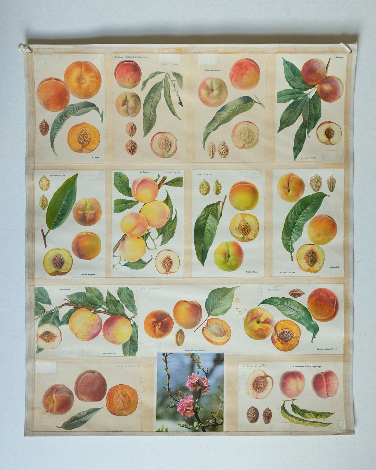 Original Botanical Vintage German School Wall Chart Peaches Peach Varieties Botany Fruit Apple Beautiful Rare Plant