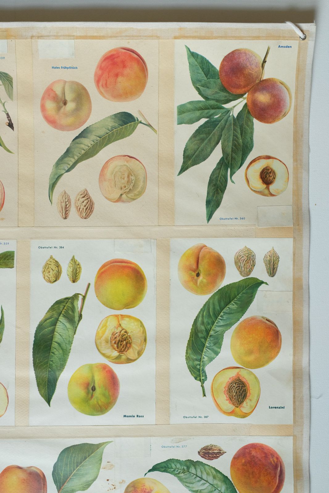 Original Botanical Vintage German School Wall Chart Peaches Peach Varieties Botany Fruit Apple Beautiful Rare Plant photo Art