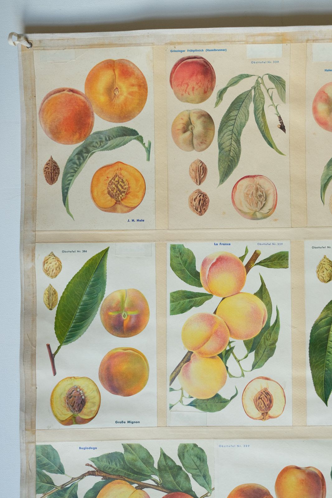 Original Botanical Vintage German School Wall Chart Peaches Peach Varieties Botany Fruit Apple Beautiful Rare Plant photo 165.0