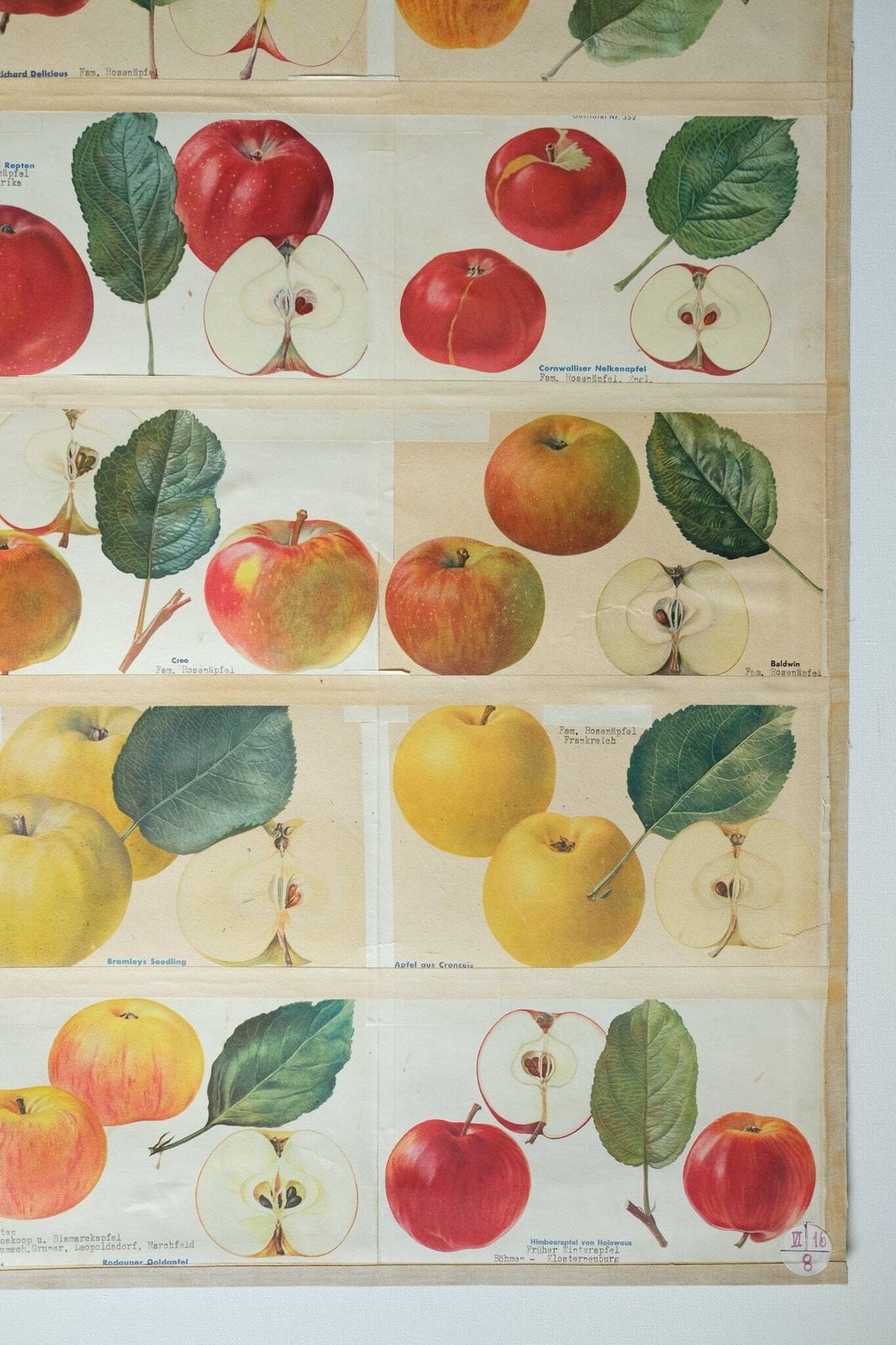 Original Botanical Vintage German School Wall Chart Apples Apple Varieties Botany Fruit Apple Beautiful Rare Plant photo Art
