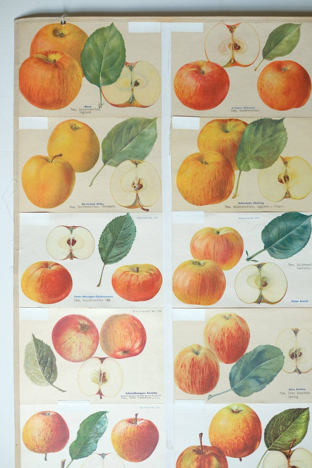 Original Botanical Vintage German School Wall Chart Apples Apple Varieties Botany Fruit Apple Beautiful Rare Plant photo vintage