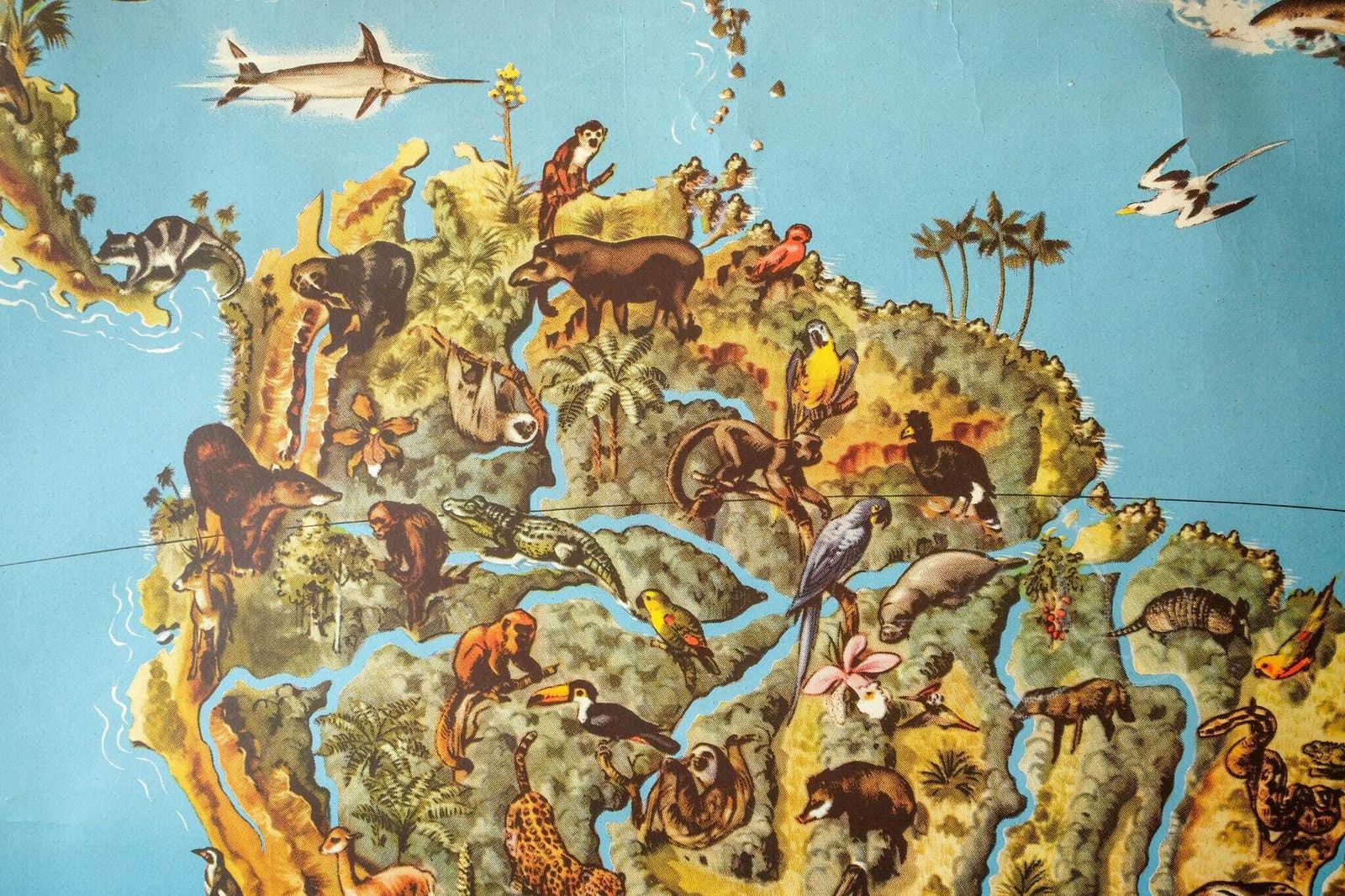 Original Vintage Mid Century German Educational School Wall Chart South America Map Wildlife Quirky Geography Beautiful Rare Westermann photo vinterior