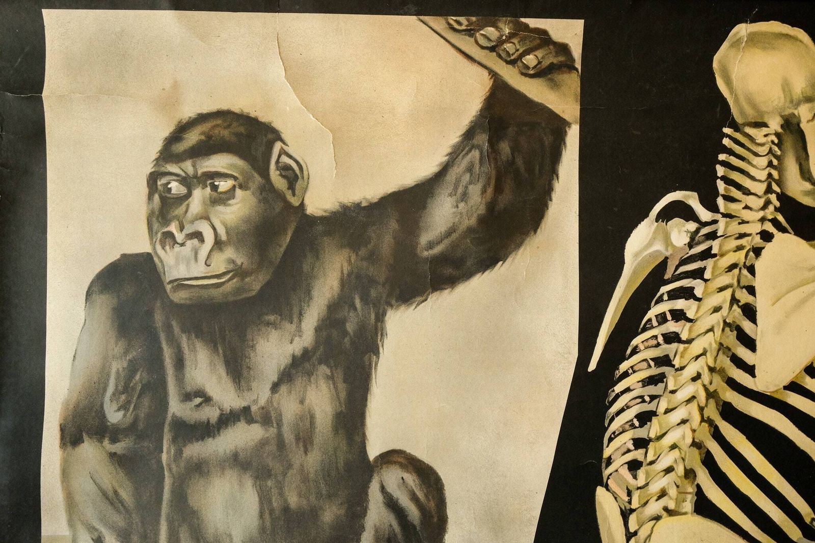 Original Zoological Vintage German School Wall Chart Gorilla Monkey Study Anatomy Zoology Beautiful Rare Jung Koch Quentell photo furniture