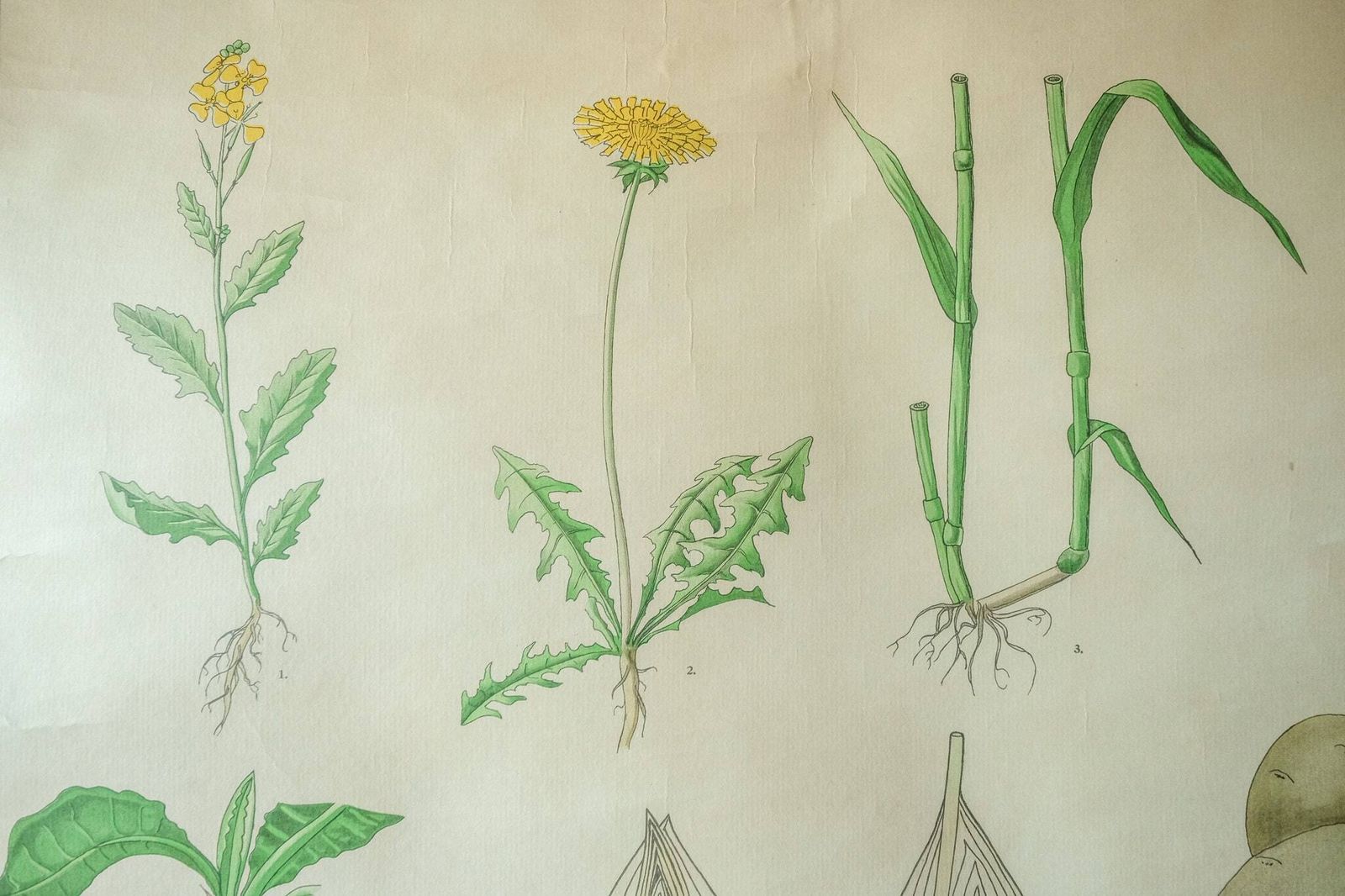 Original Botanical Vintage Mid Century Swedish School Wall Chart Plant Leaves Botany Beautiful Rare