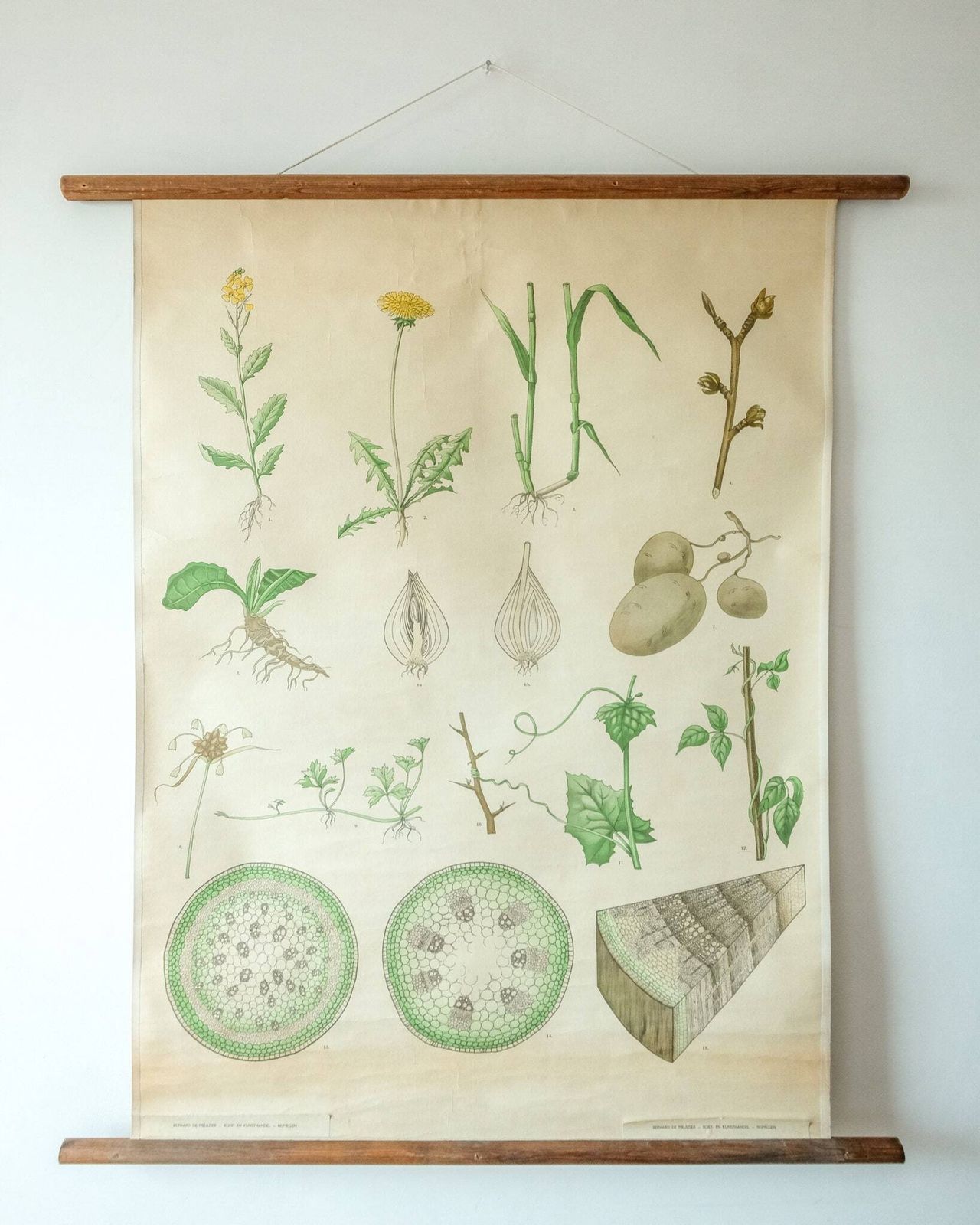 Original Botanical Vintage Mid Century Swedish School Wall Chart Plant Leaves Botany Beautiful Rare photo furniture