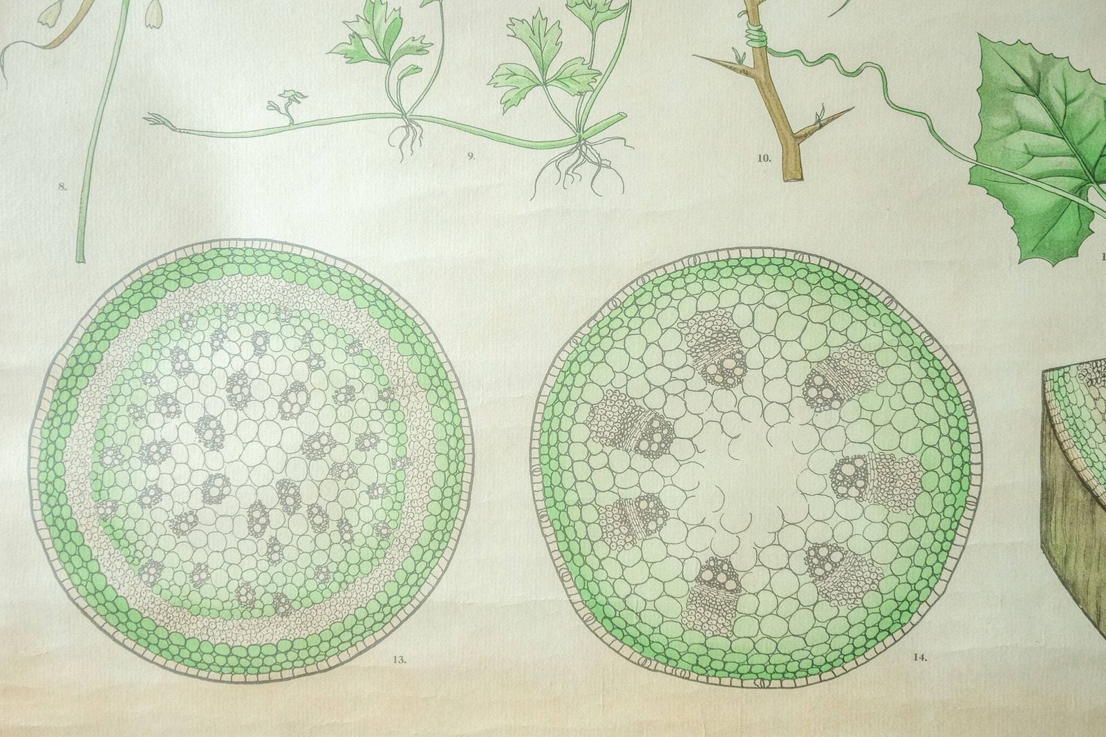 Original Botanical Vintage Mid Century Swedish School Wall Chart Plant Leaves Botany Beautiful Rare photo 150.0