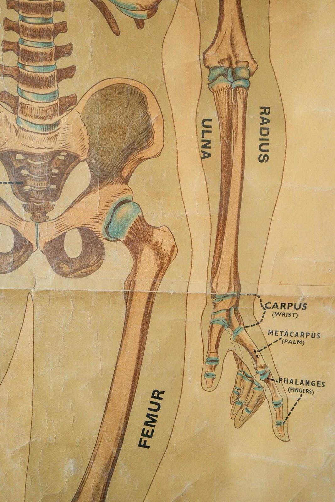 Original Anatomical Vintage British Educational School Wall Chart Human Skeleton John Collie Full Length Anatomy Science Beautiful Rare photo vinterior