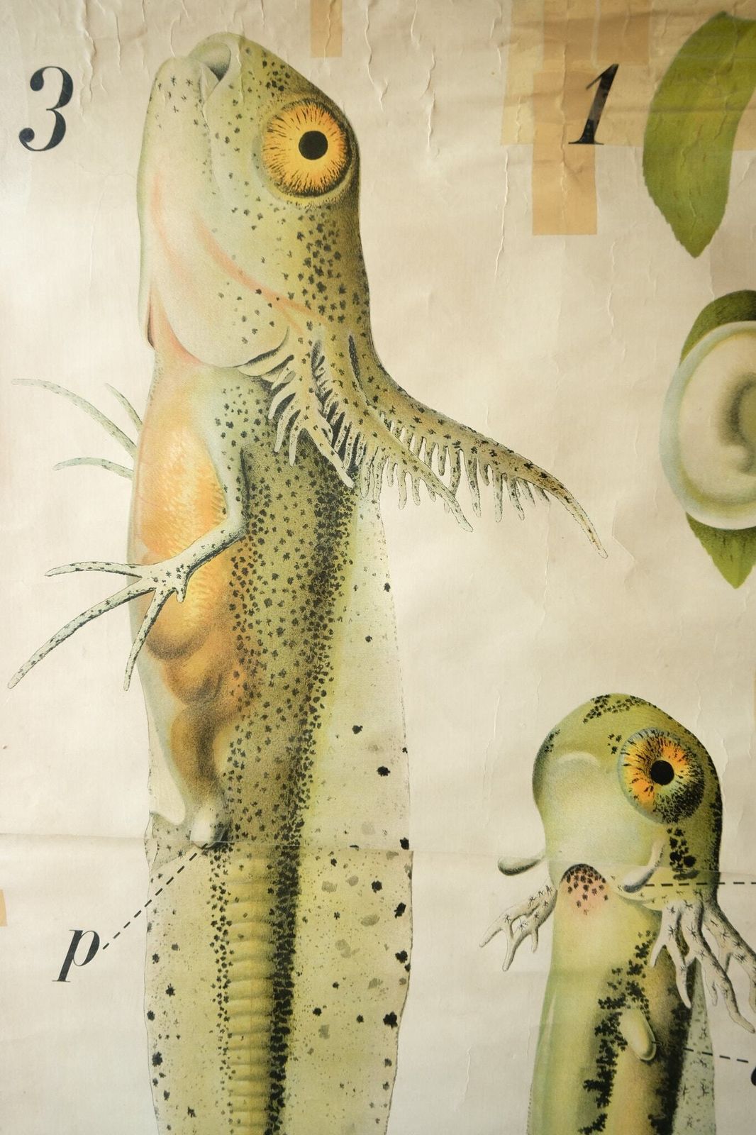Original Zoological Vintage German School Wall Chart Salamander Natural History Biology Rare Paul Pfurtscheller photo vinterior