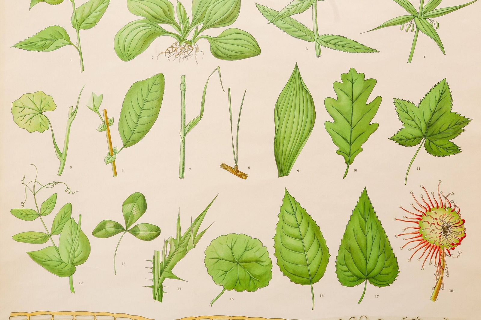Original Botanical Vintage Mid Century Swedish School Wall Chart Plant Leaves Botany Beautiful Rare photo Art