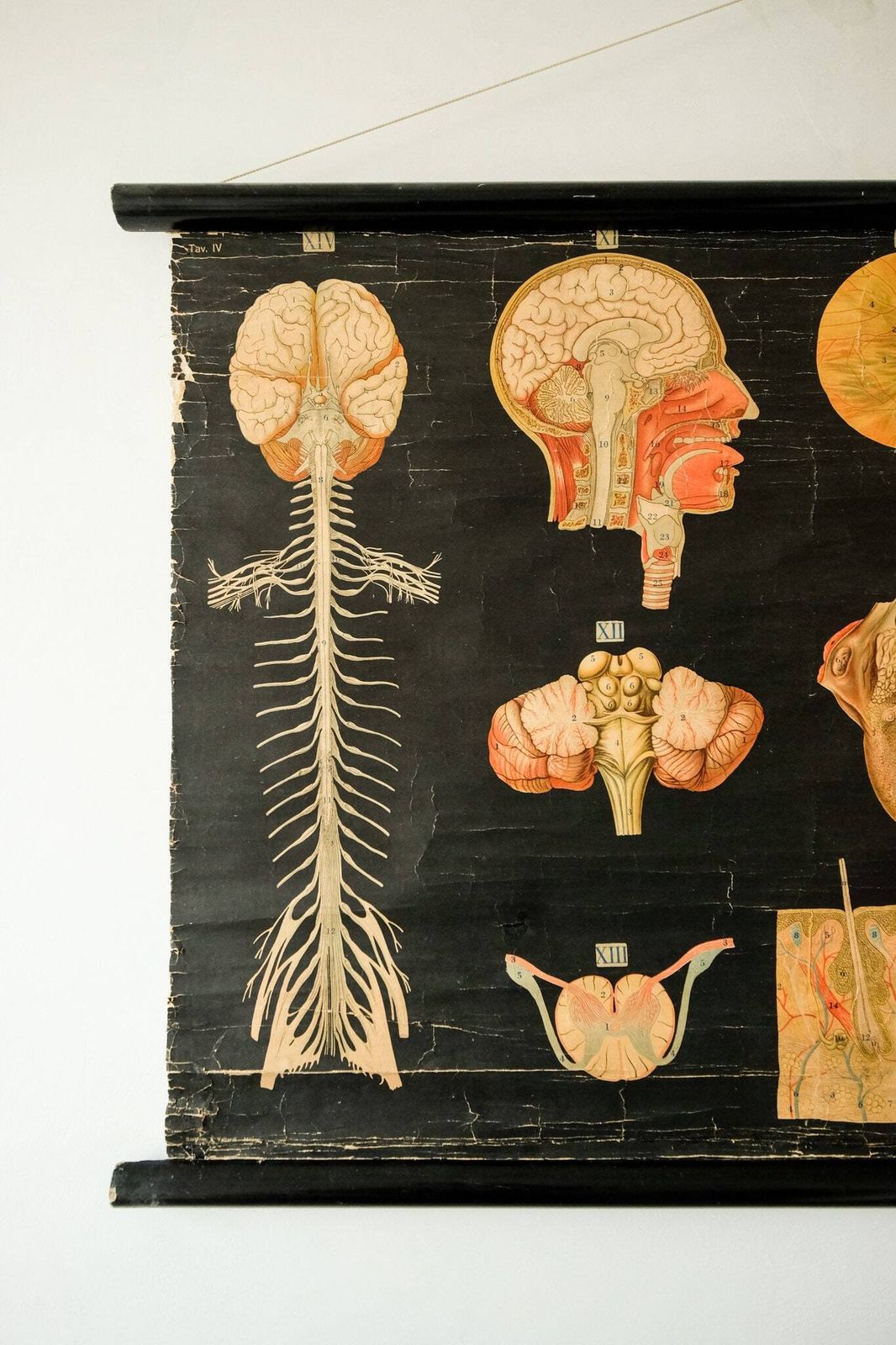 Original Anatomical Vintage Antique German Educational School Wall Chart Musculature Muscles System Skeleton Anatomy Science Beautiful Rare photo furniture