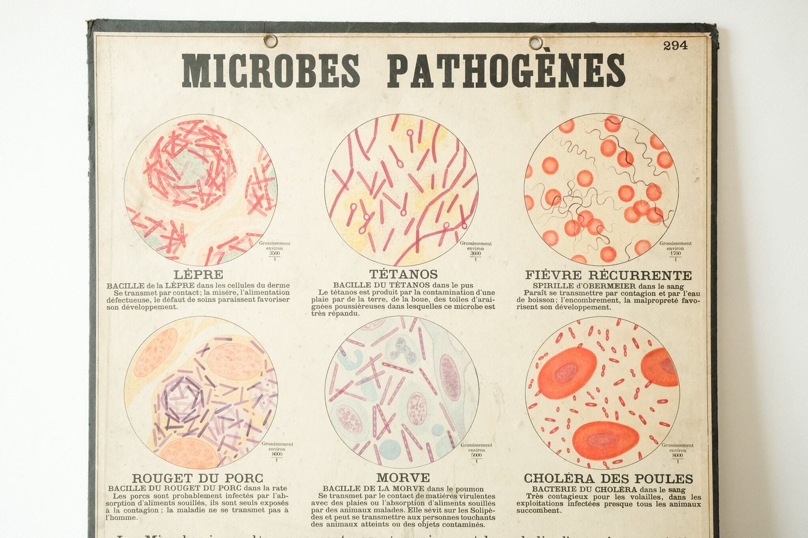 Four Original Anatomical Vintage Antique French School Teaching Plates Bacteria Microbes Pathogens Beautiful Rare Emile Deyrolle photo vintage