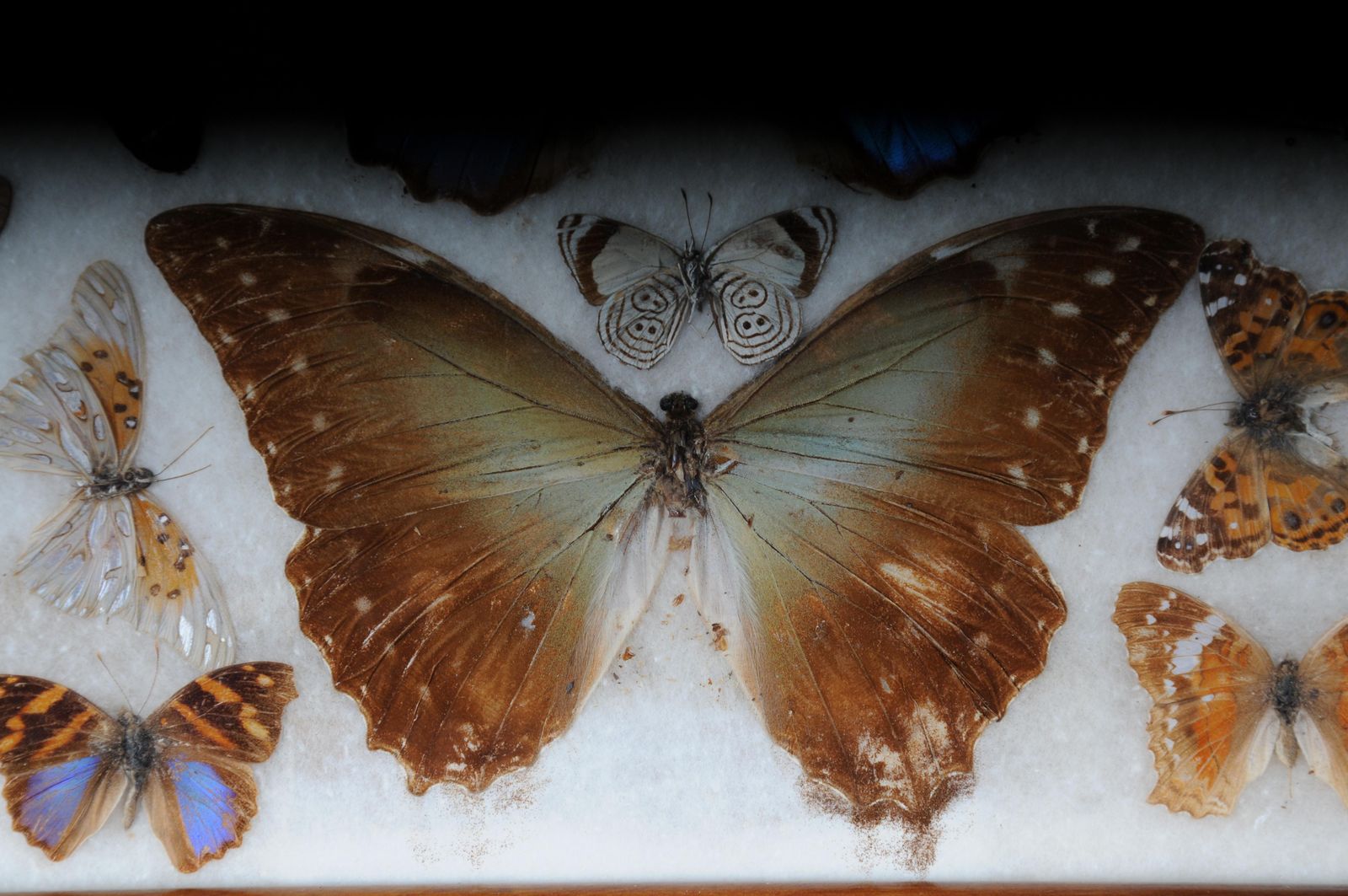 Curious Antique Tray With Real Butterfly Specimens. Very Rare photo Home Decor