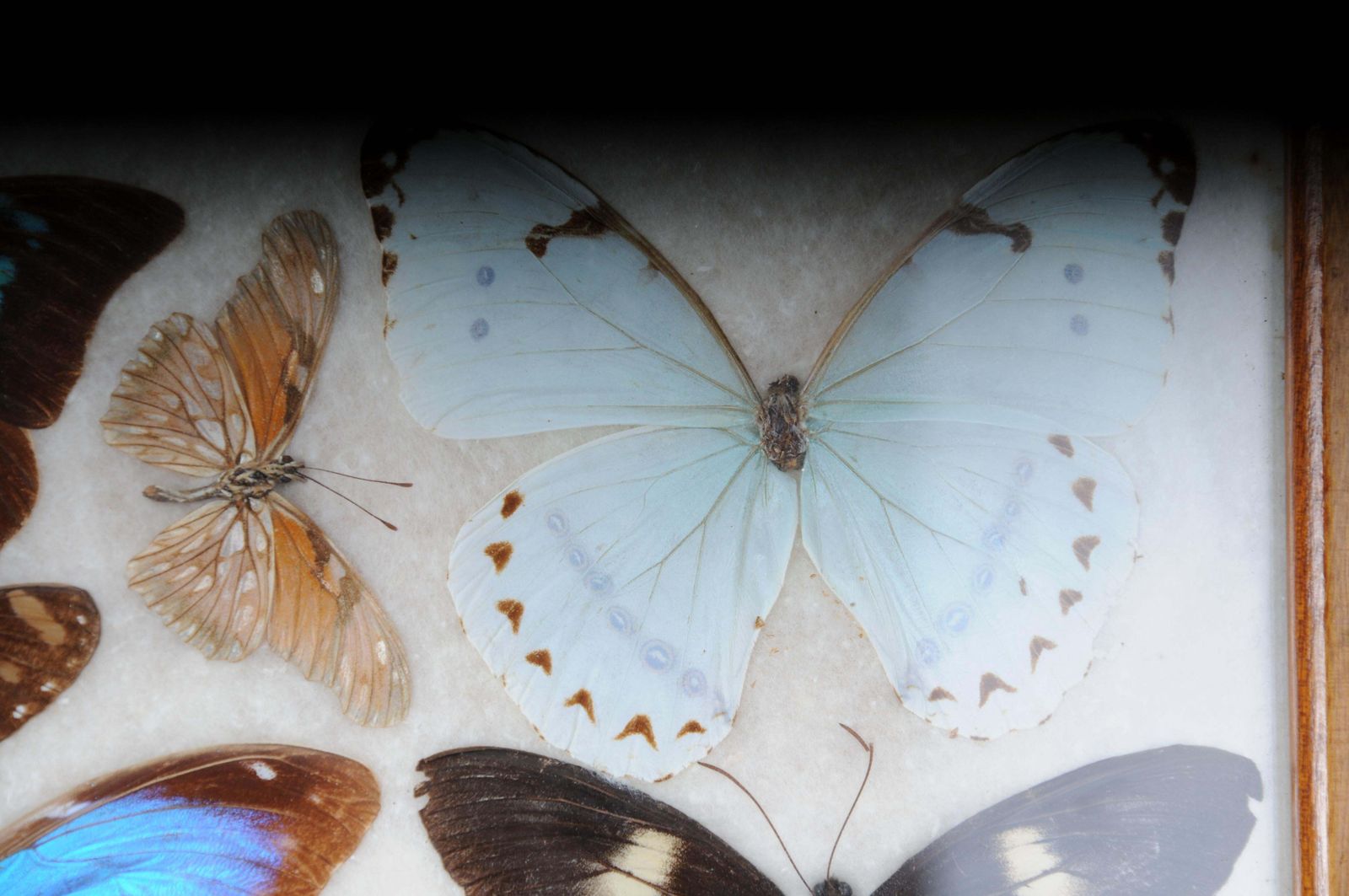 Curious Antique Tray With Real Butterfly Specimens. Very Rare photo vintage